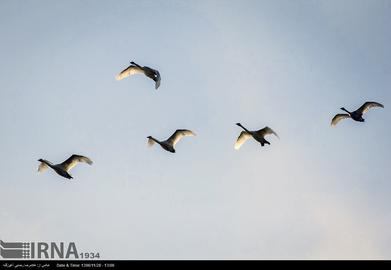 Mazandaran’s Haven for Migratory Birds
