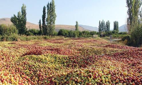 تولید سیب درختی؛ فرصت یا عامل جدید بحران زیستی در آذربایجان
