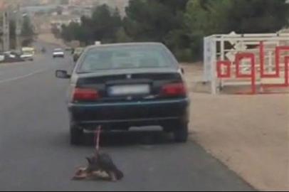 حیوان‌‌آزاری دردناک/ این بار در تهران