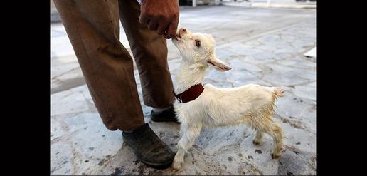 Saanen Goats Born in Isfahan 
