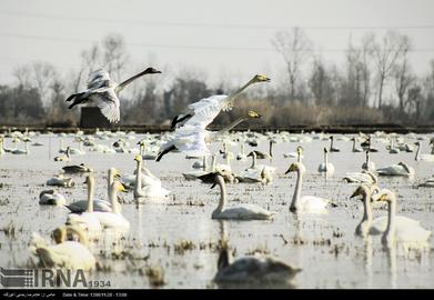 Mazandaran’s Haven for Migratory Birds