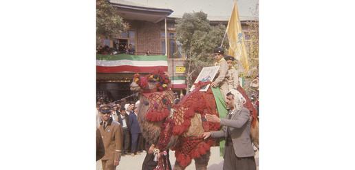 Camels in Mahabad for the shah's birthday