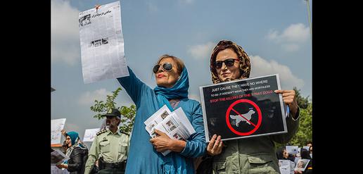 "Stop Killing Dogs"