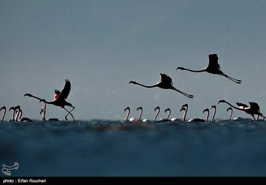 The Flamingos of Miankaleh