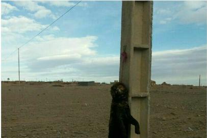 عامل سگ آزاری در زیرکوه بازداشت شد