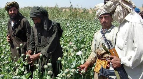 “Ahora todos cultivamos amapolas”: los agricultores afganos predicen un fuerte comercio de opio bajo los talibanes