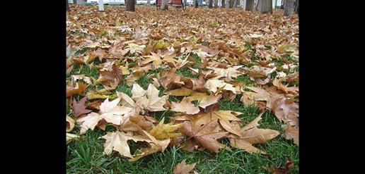 An Almighty Autumn in Ilam