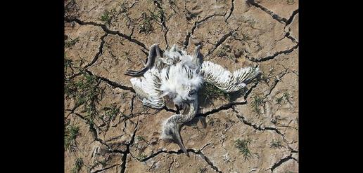 Sistanis Struggle as Drought Empties Lake Hamoun