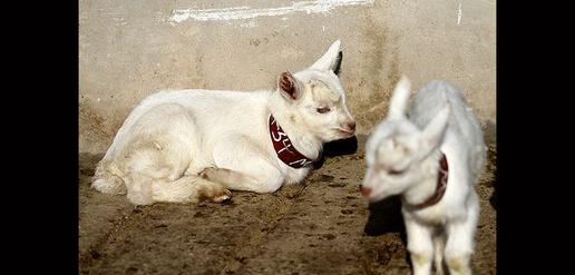 Saanen Goats Born in Isfahan 