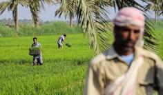 کشت برنج در خوزستان علیرغم وجود هشدار درباره بحران آب