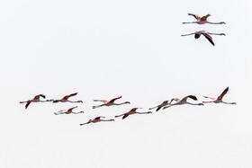 Photo: Migratory birds in the Persian Gulf coast - IRAN This Way