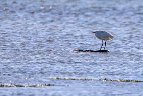 Migratory Birds in Hormozgan