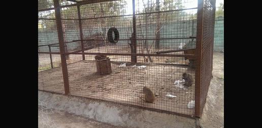 آزار حیوانات در باغ وحش سمنان ؛من یک شاهد عینی ام