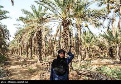 خطر انقراض نخل در شادگان