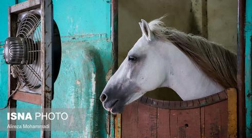 Khuzestan's Dwindling Arabian Horses