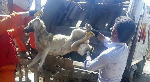 Footage of Brutal Murder of Stray Dogs Shocks Iranians