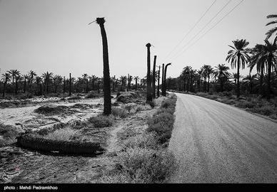 مرگ در یک قدمی نخلستان‌های شادگان