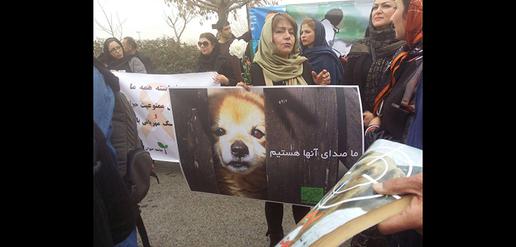 Speaking out Against Animal Cruelty