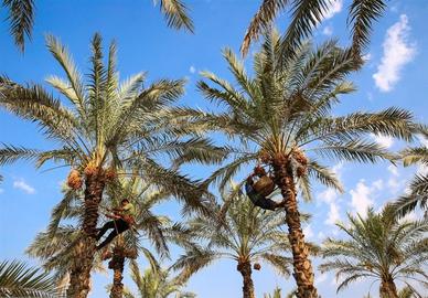 The head of the National Date Association confirmed that palm trees are being exported to other countries in the Persian Gulf
