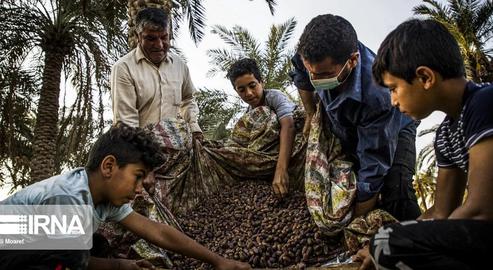 The Date Harvest in Khuzestan