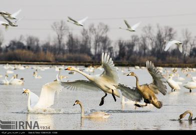 Mazandaran’s Haven for Migratory Birds
