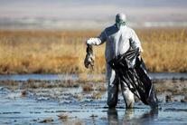 هشدار درباره تردد به تالاب میقان اراک در پی شیوع آنفولانزای پرندگان