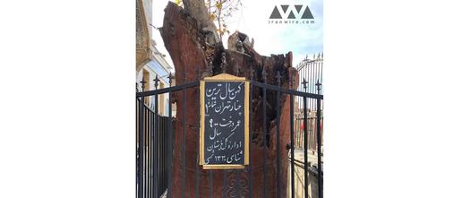 کهن سال ترین درخت چنار تهران در این امام زاده نهصد سال قدمت دارد.