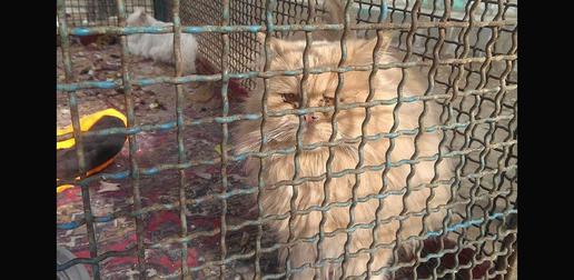 آزار حیوانات در باغ وحش سمنان ؛من یک شاهد عینی ام