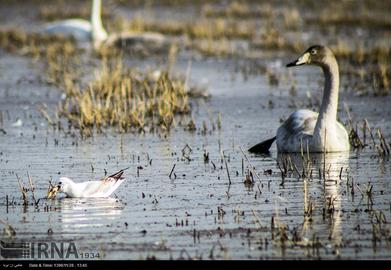 Mazandaran’s Haven for Migratory Birds