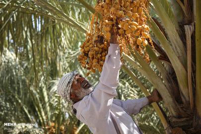 Qatar and Kuwait are said to be the biggest purchasers of date palms