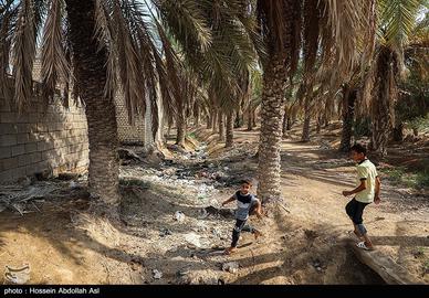 خطر انقراض نخل در شادگان