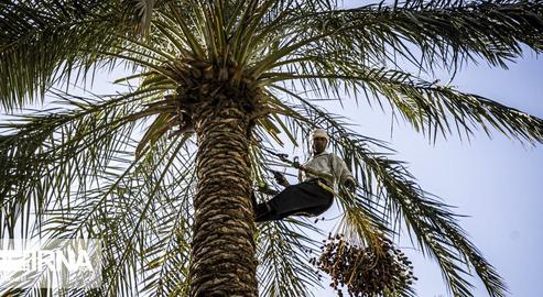 The Date Harvest in Khuzestan