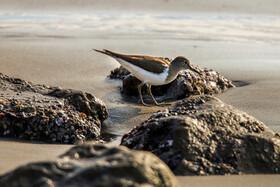 Migratory Birds in Hormozgan