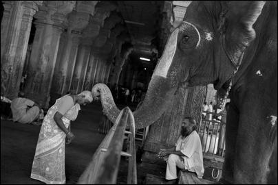 At the Sri Ranganathaswamy temple, an elephant blesses a pilgrim with its trunk after receiving a cash donation. Tiruchirapalli (Trichy), India. © Abbas / Magnum Photos