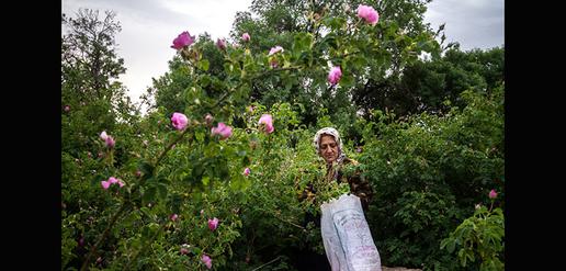 Celebrating the World’s Favorite Rose