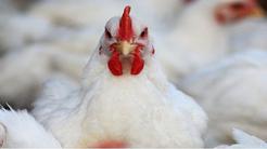 کشف دو محموله مرغ و گوسفند در عملیات پلیس یزد