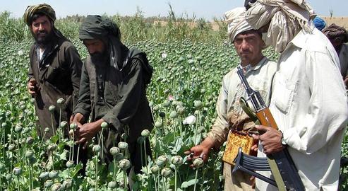 'Now We All Grow Poppies': Afghan Farmers Predict Roaring Opium Trade Under the Taliban