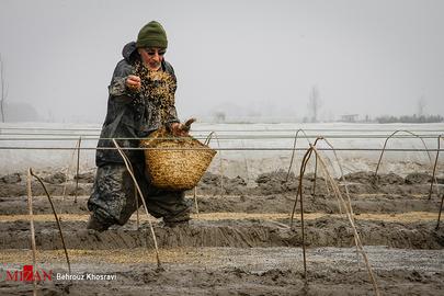 Celebrating the Rice Harvest in Gilan