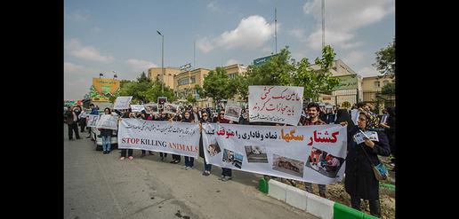 "Stop killing dogs" 