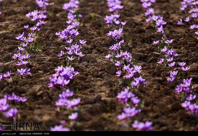 The Saffron Harvest