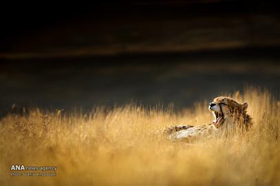 The Endangered Iranian Cheetah