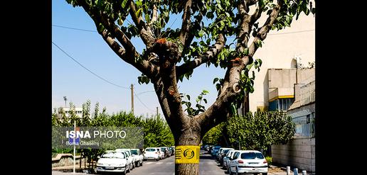 Tehran's Answer to Whiteflies