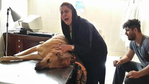 Police Officer Kills Dog in Front of Owners