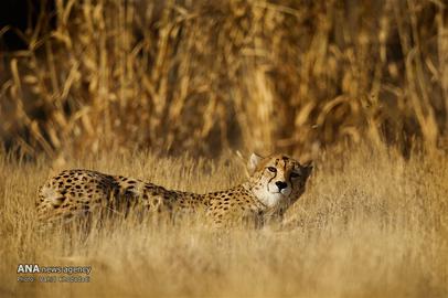 The Endangered Iranian Cheetah