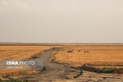 تالاب گل‌ِفشان «قارنیارق» در گرگان