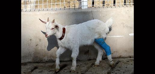 Saanen Goats Born in Isfahan 
