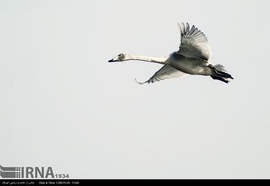 Mazandaran’s Haven for Migratory Birds