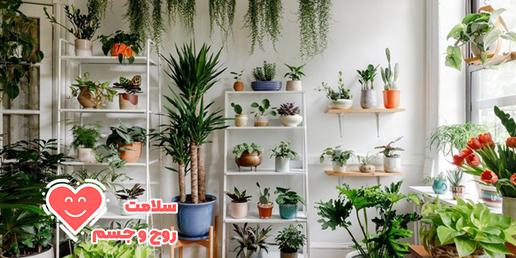 نگه ‌داشتن گیاهان در خانه و محل کار هم به افزایش کارآیی کمک می‌کنند و هم خلاقیت افراد را بالا می‌برند.
