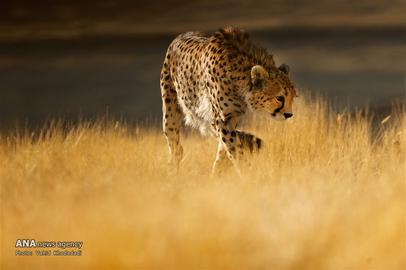 The Endangered Iranian Cheetah