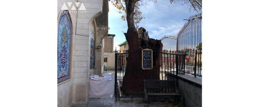 این  درخت در سال ۱۳۳۰ در فهرست آثار ملی به‌عنوان کهنسال‌ترین و قدیمی‌ترین درخت چنار به ثبت رسید.